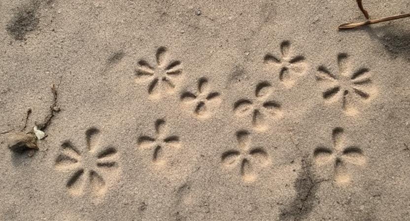Survivalist Understanding Animal Track Patterns