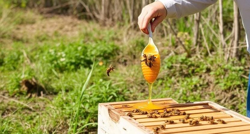 How to Get Honey from Your Bee Hives