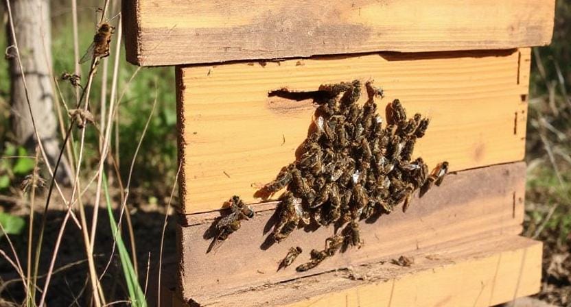 Choosing Your Beehive on Your Homestead for Beekeeping